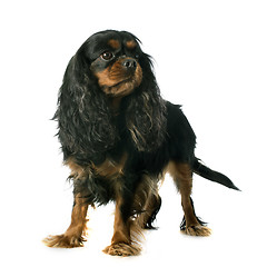 Image showing cavalier king charles