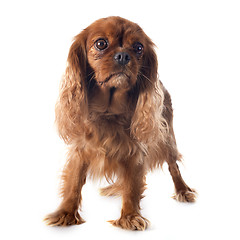 Image showing cavalier king charles