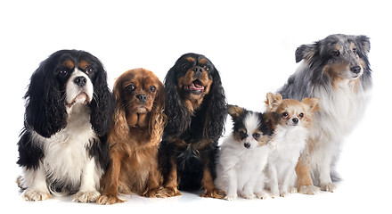 Image showing six dogs