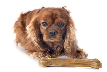 Image showing cavalier king charles