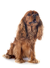 Image showing cavalier king charles