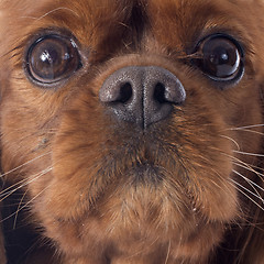 Image showing cavalier king charles