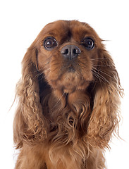 Image showing cavalier king charles