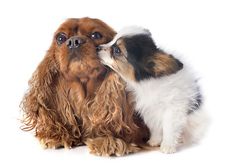 Image showing papillon puppy and cavalier king charles