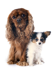 Image showing papillon puppy and cavalier king charles