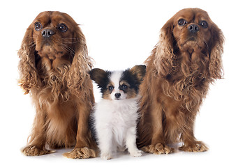 Image showing papillon puppy and cavalier king charles