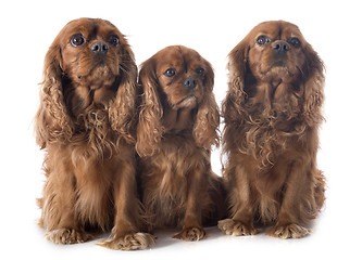 Image showing three cavalier king charles