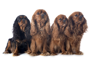 Image showing four cavalier king charles