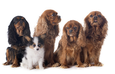 Image showing papillon puppy and cavalier king charles