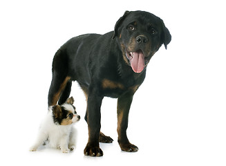 Image showing papillon puppy and rottweiler 