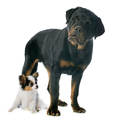 Image showing papillon puppy and rottweiler 