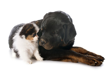 Image showing papillon puppy and rottweiler 