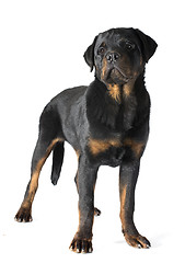 Image showing rottweiler