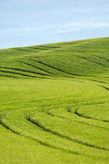 Image showing Green hill and blue sky