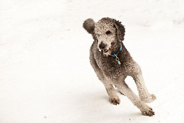 Image showing Girl sledging