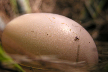 Image showing ant walking on a chicken egg