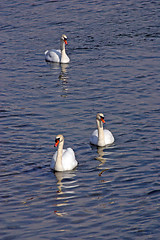 Image showing Swans