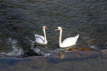 Image showing Swans