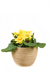 Image showing yellow flower primrose in pot