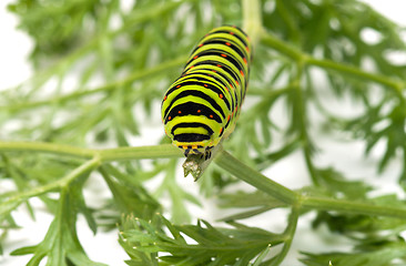 Image showing Caterpillar.