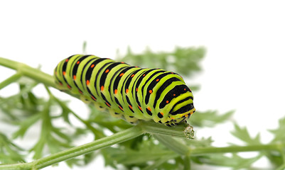 Image showing Caterpillar.