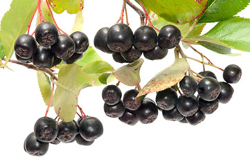 Image showing Aronia.