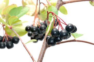 Image showing Aronia.