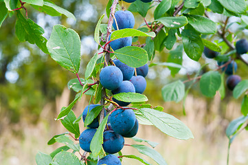 Image showing Sloe.