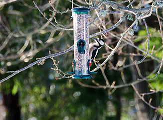 Image showing Feed the woodpecker