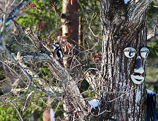 Image showing Woodpecker in the tree