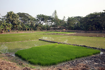 Image showing A green paddy field in India.