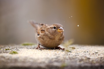 Image showing Bird eating