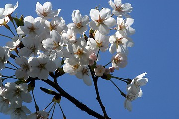 Image showing Fruit flowers