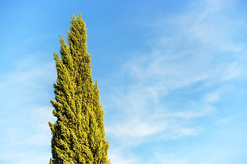 Image showing Cypress with blue sky