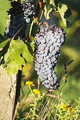 Image showing Red wine grapes Tuscany