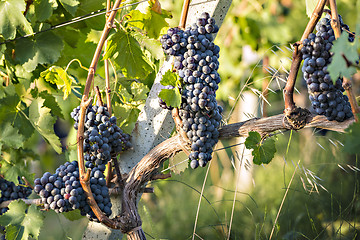 Image showing Red grapevin Tuscany