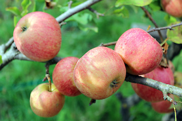 Image showing very tasty and ripe apples