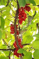 Image showing branch of red schizandra