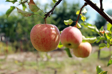 Image showing very tasty and ripe apples