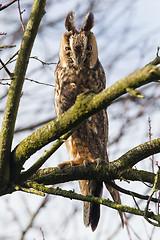 Image showing Long Eared Owl (Asio otus) 