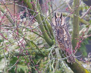 Image showing Long Eared Owl (Asio otus) 