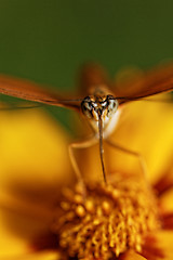 Image showing Orange butterfly