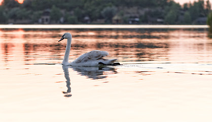 Image showing Lonely swan