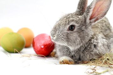 Image showing Gray rabbit