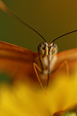 Image showing Orange butterfly