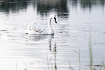 Image showing Lonely swan