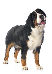 Image showing bernese moutain dog