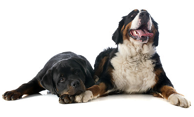Image showing bernese moutain dog and rottweiler