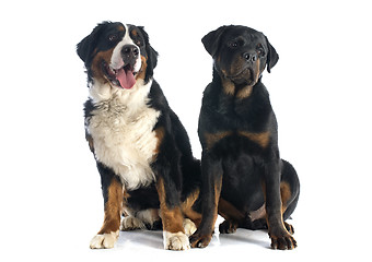 Image showing bernese moutain dog and rottweiler