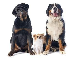 Image showing three dogs